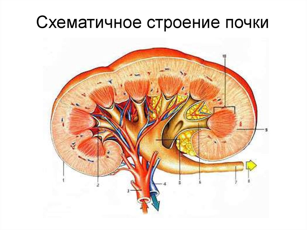 Схема строения почек разных видов животных