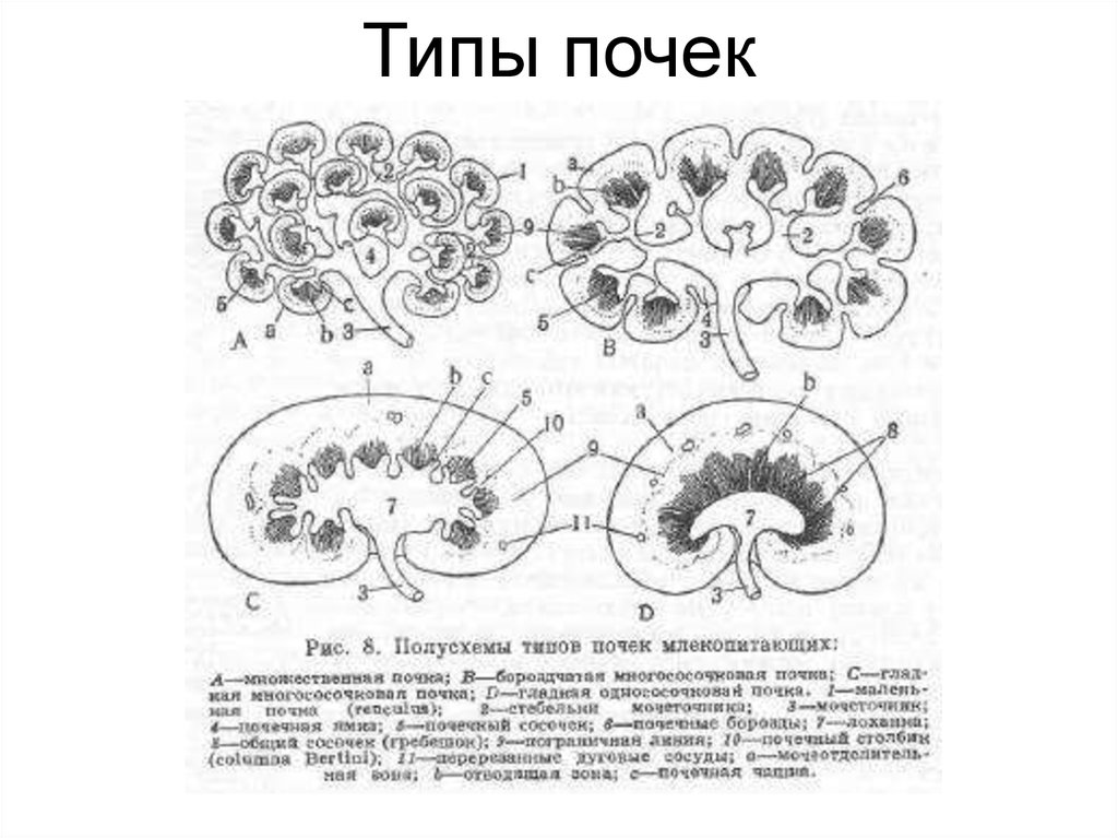 Схема строения почек у млекопитающих