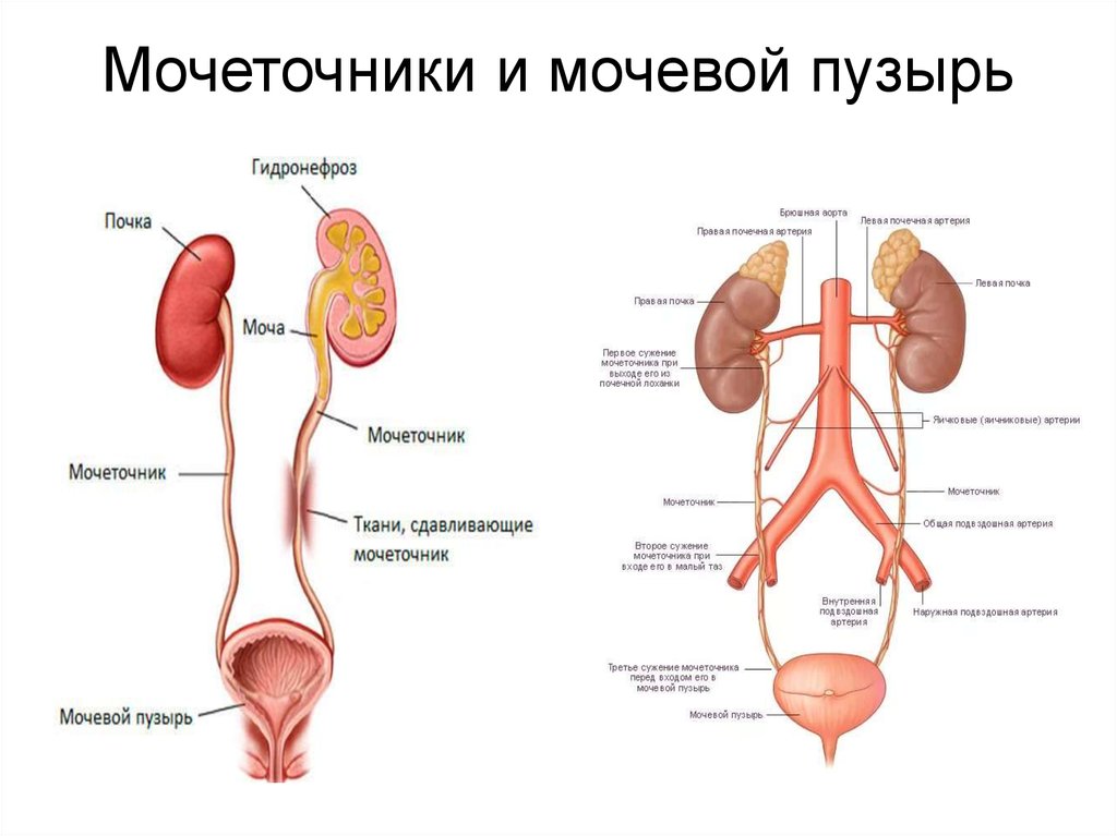 Показать мочеточник. Мочеточники и мочевой пузырь анатомия. Мочеполовая система анатомия человека мочевой пузырь. Почки мочеточники мочевой пузырь строение. Почки мочеточники мочевой пузырь схема.