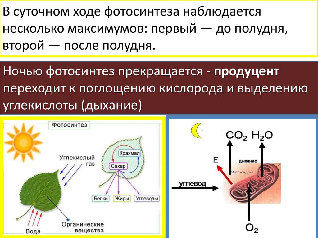 Ход фотосинтеза. Дневной ход интенсивности фотосинтеза. Влияние температуры на фотосинтез. Фазы фотосинтеза кратко.