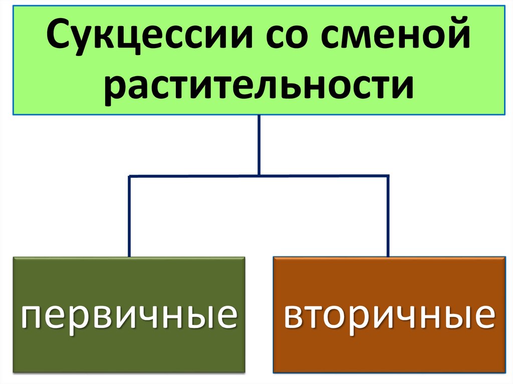 Циклические изменения. Равновесие сукцессии это. Первичные во вторичные география. Первичные и вторичные нити. ИП сукцессий 1) первичные 2) вторичные.