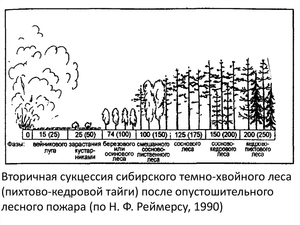 На рисунке показана ы возникшая ие после лесного пожара