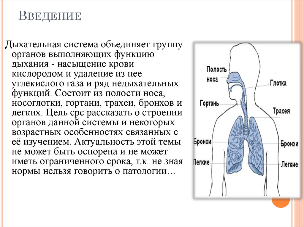 Общий план строения органов дыхания