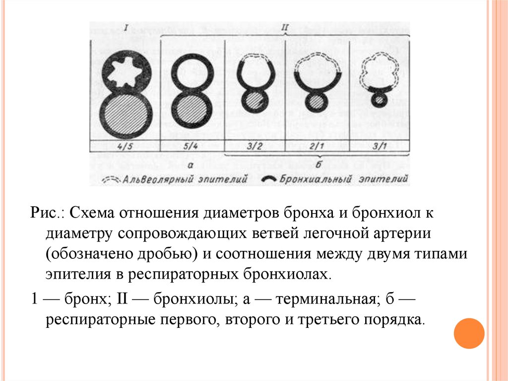 Модулятор гаряева. Диаметр бронхов. Особенности строения органов у детей.