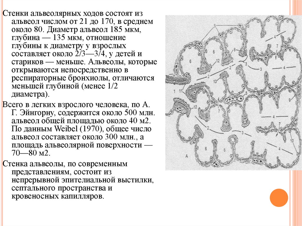 Стенки альвеол. Стенка альвеолы. Альвеолярные ходы. Стенки альвеол состоят. Поверхность альвеол взрослого человека составляет.