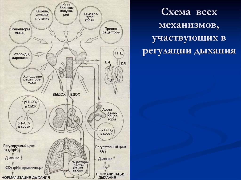 На рисунке изображена схема регуляции дыхания человека