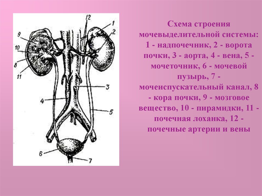 Вена артерия мочеточник. Строение выделительной системы строение почки. Анатомия мочевыделительной системы строение почки. Анатомия мочевая система строение почки. Схема мочевыделительной системы человека.