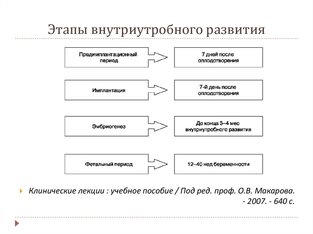 Развитие плода схема