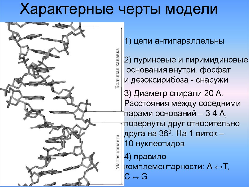 Известно что комплементарные цепи антипараллельны. Антипараллельные цепи. Характерные черты модели. Характерные особенности дикарбоксимидов. Протекает антипараллельно.