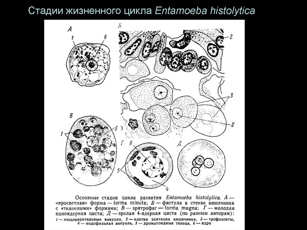 Жизненный цикл entamoeba histolytica схема