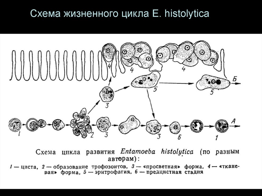 Стадии жизненного цикла цисты. Жизненный цикл дизентерийной амебы. Цикл развития дизентерийной амебы. Стадии жизненного цикла дизентерийной амебы. Жизненный цикл дизентерийной амебы схема.