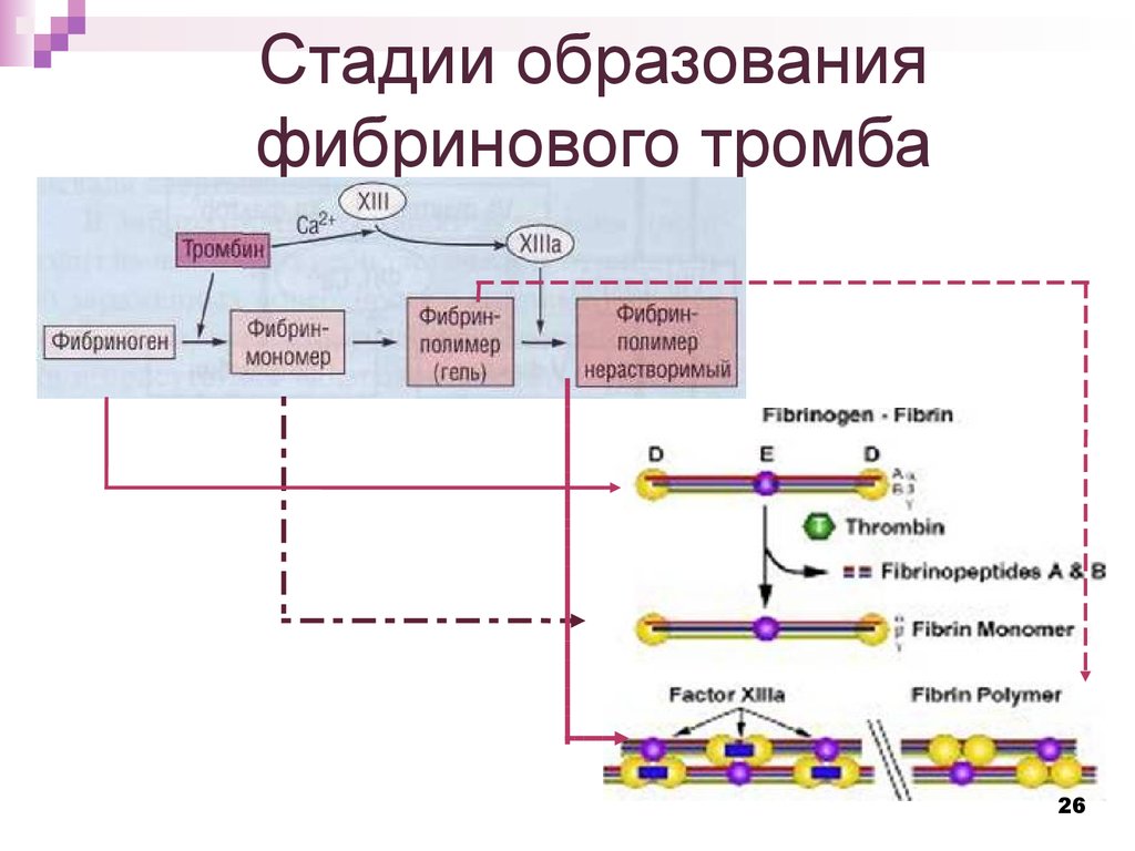 Схема образования кровяного сгустка