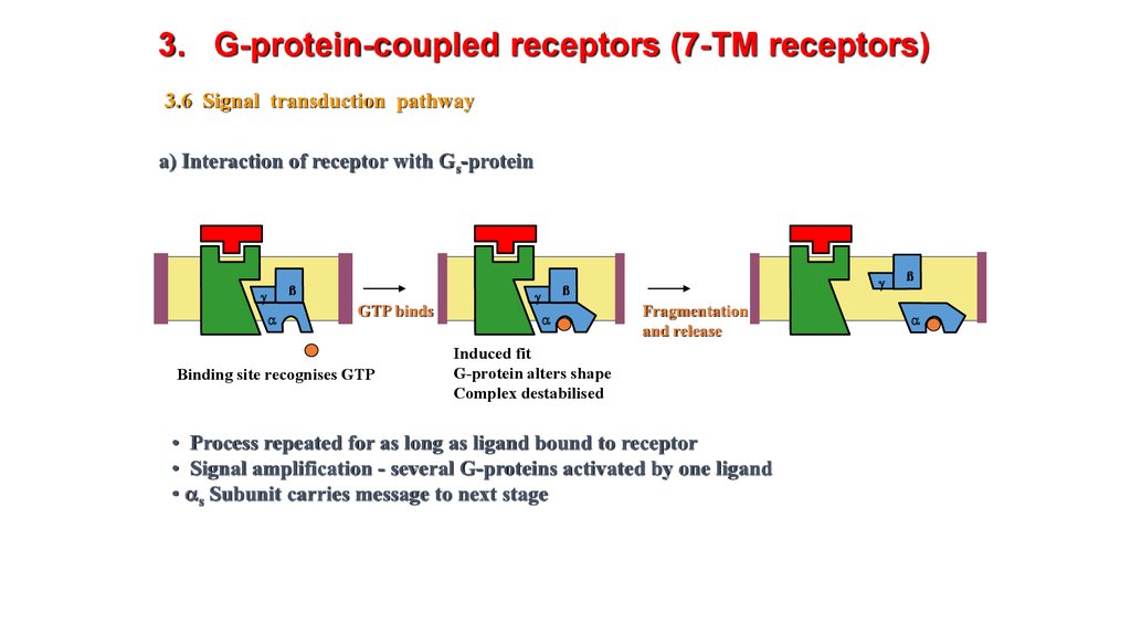 G Protein Coupled Receptors Prezentaciya Onlajn