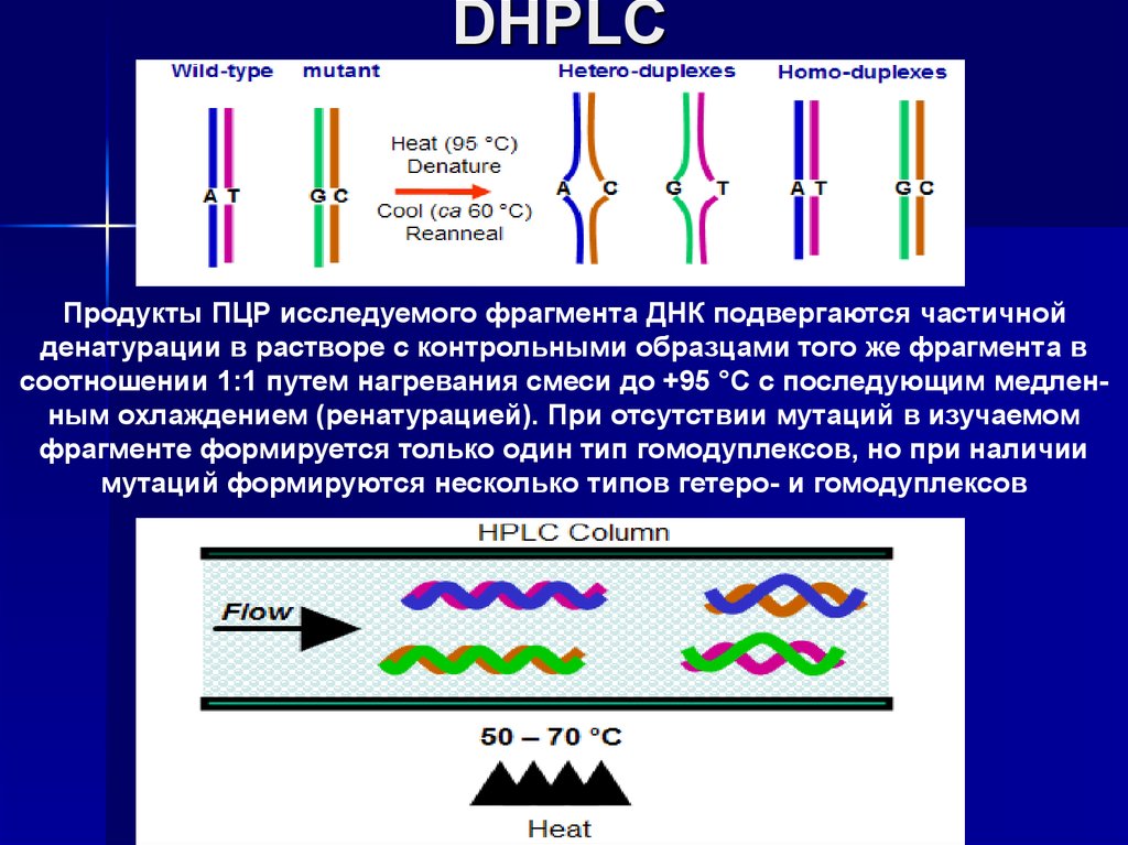 Днк чипы презентация