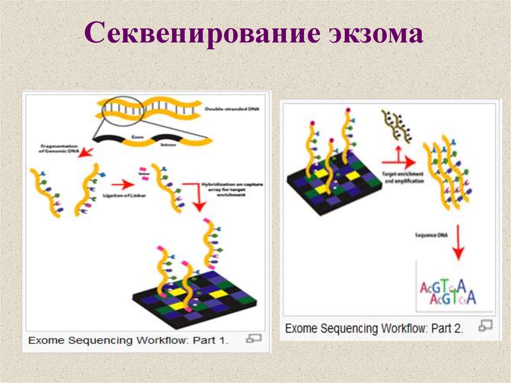 Секвенирования экзома