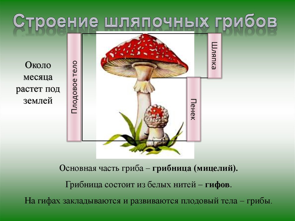 Характеристика шляпочных грибов. Строение гриба мухомора. Грибница мухомора схема. Строение шляпочного гриба. Строение шляпочных грибов.