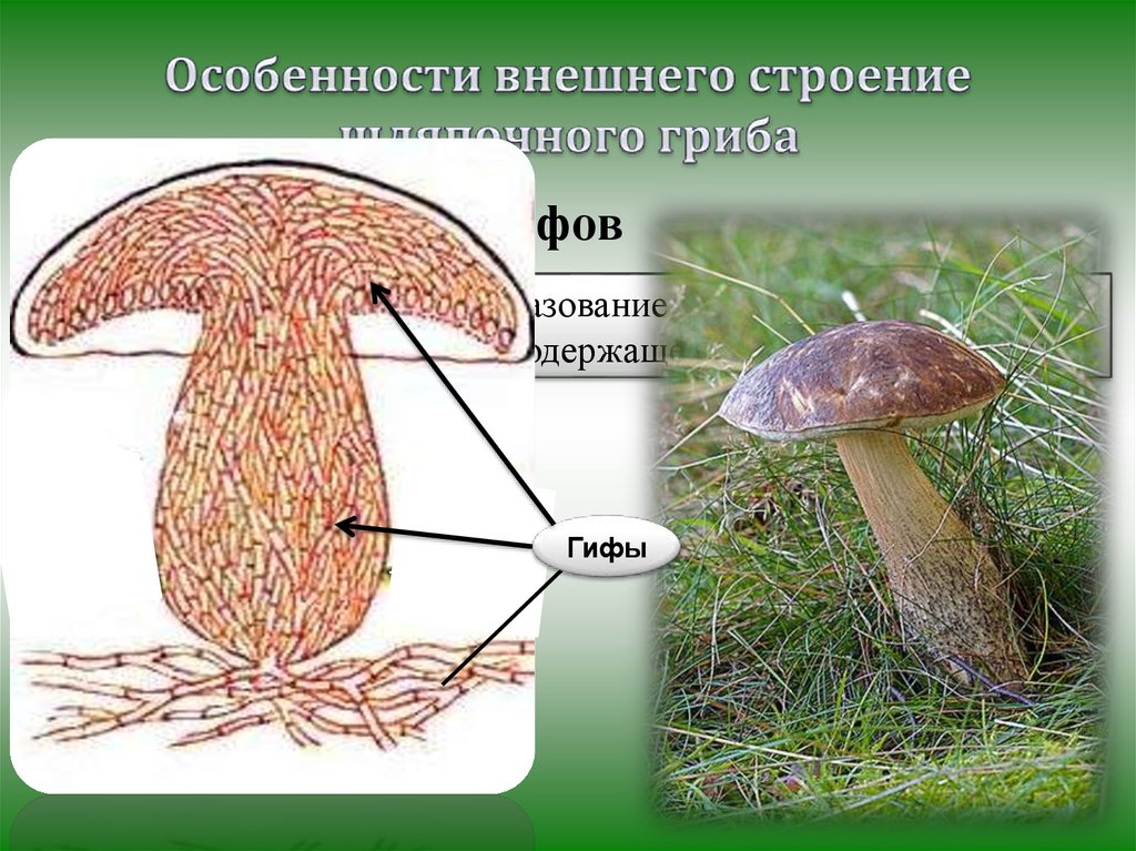 Строение гриба состоит из. Строение шляпочного гриба. Строение шляпочных грибов. Внешнее и внутреннее строение гриба. Строение шляпочного гриба гифы.