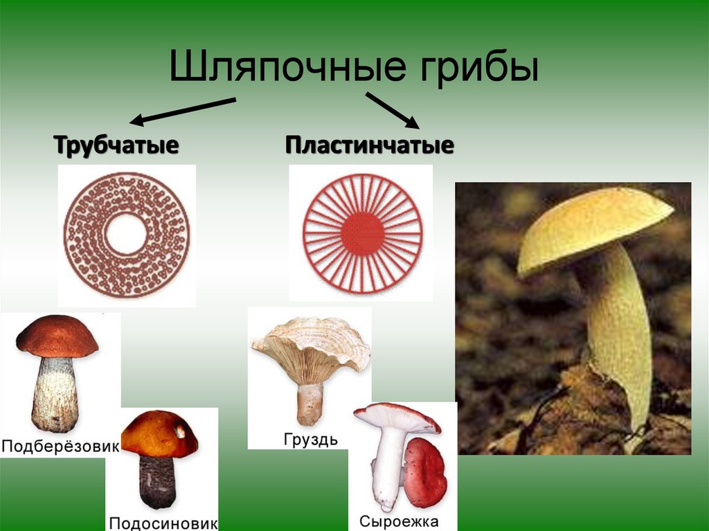 Какие грибы относятся к пластинчатым