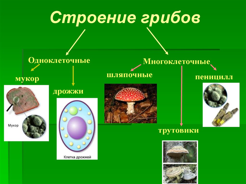 Презентация по биологии 6 класс общая характеристика грибов