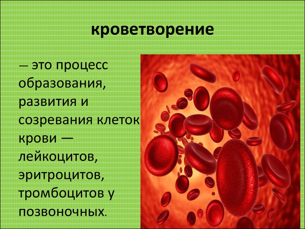 Обеспечивает кроветворение. Процесс кроветворения. Процесс кроветворения у человека. Заболевания крови и кроветворных органов. Образование клеток крови.
