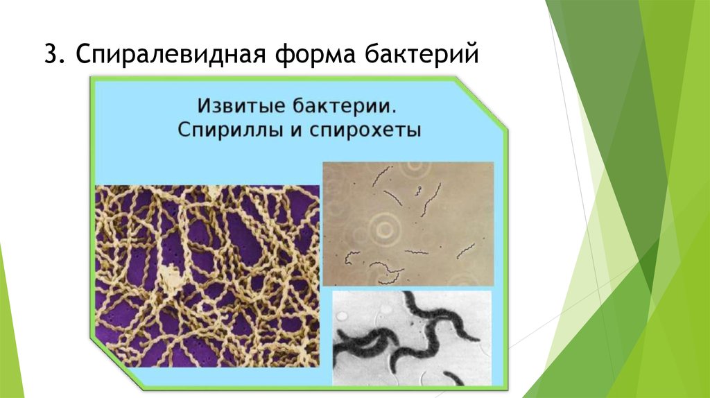 Морфология и систематика микроорганизмов презентация