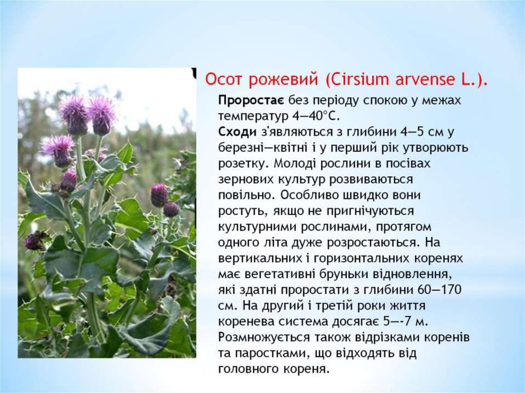Осот рожевий (Cirsium arvense L.).