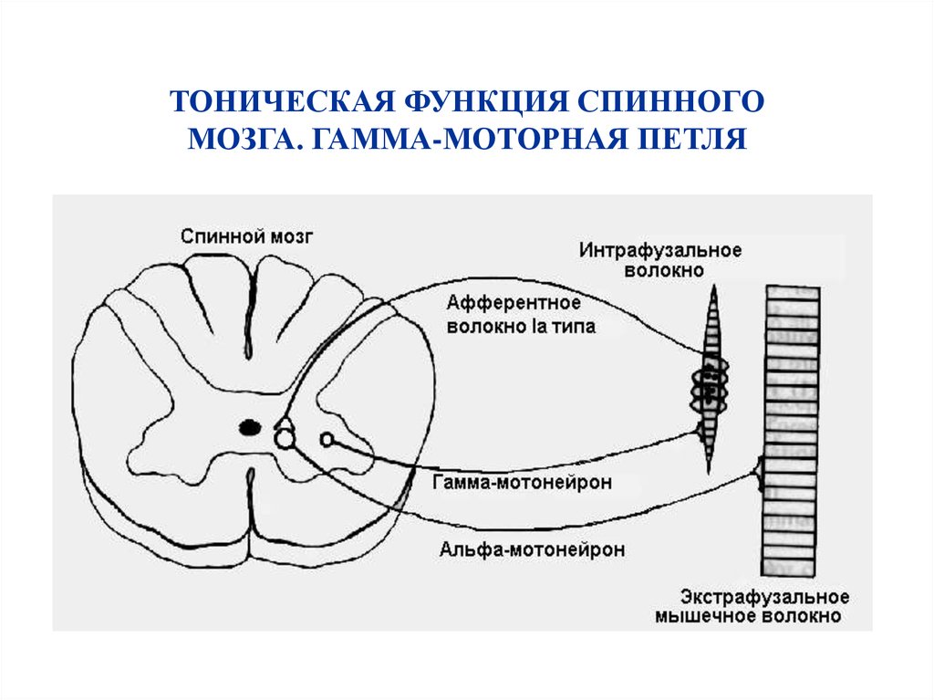 Примеры рефлекторных актов при участии спинного мозга. Строение спинного мозга физиология. Рефлекторная функция спинного мозга физиология. Рефлексы спинного мозга физиология. Функции спинного мозга физиология.
