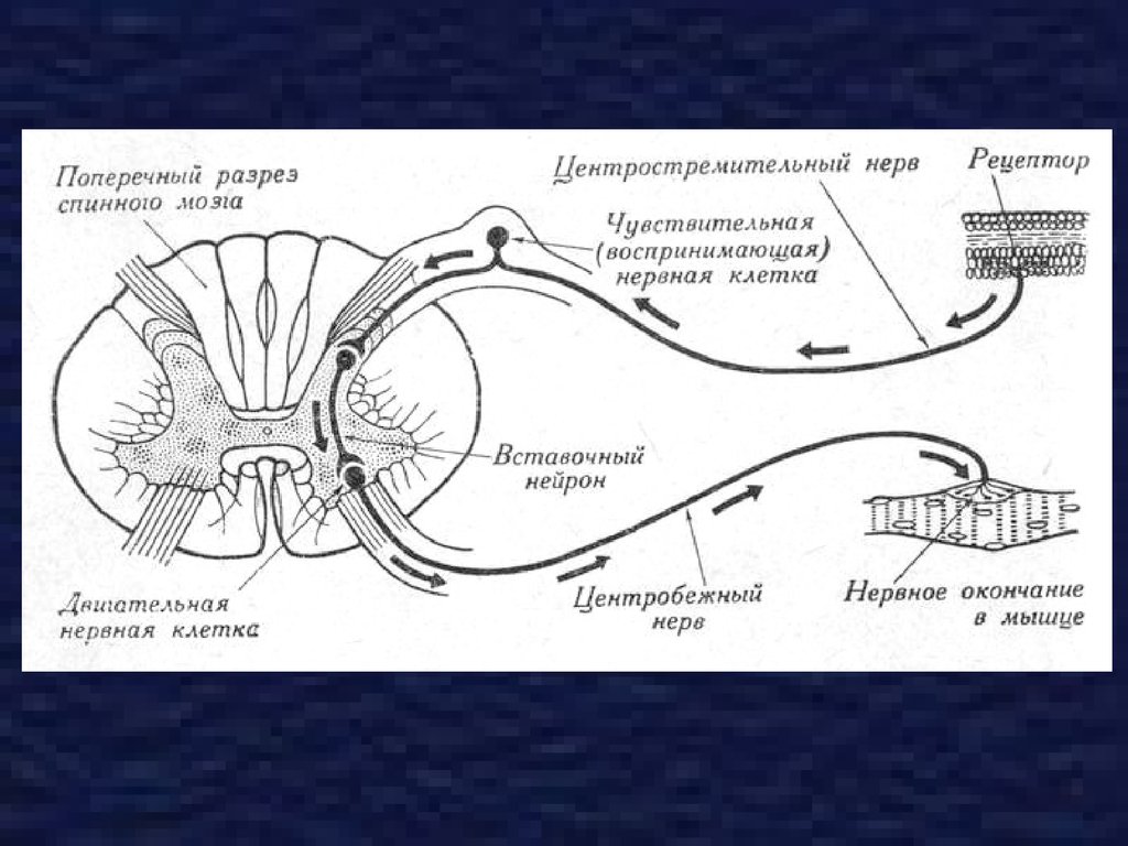 Спинномозговой нерв рефлекторная дуга. Схема трехнейронной спинномозговой рефлекторной дуги. Строение рефлекторной дуги. Схема рефлекторной дуги спинномозгового рефлекса. Схема трехнейронной рефлекторной дуги спинномозгового рефлекса.