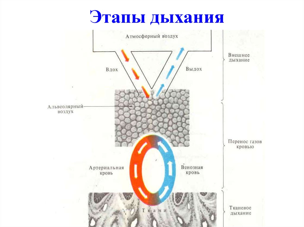 Установите этапы дыхания