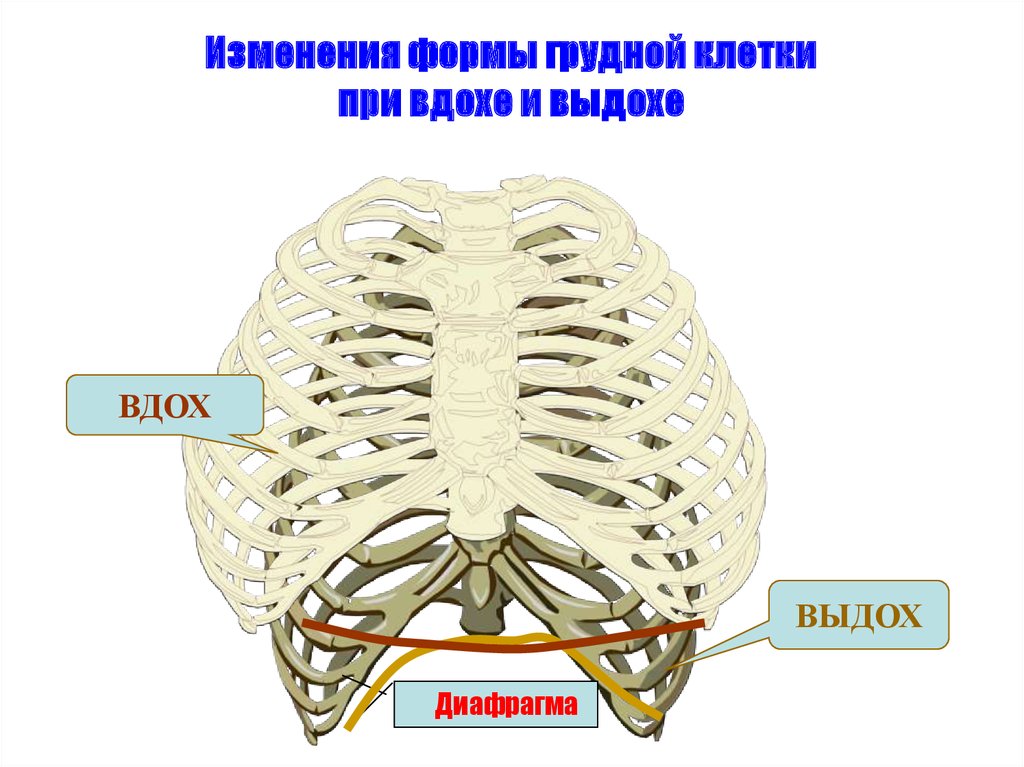 Механизм вдоха и выдоха схема