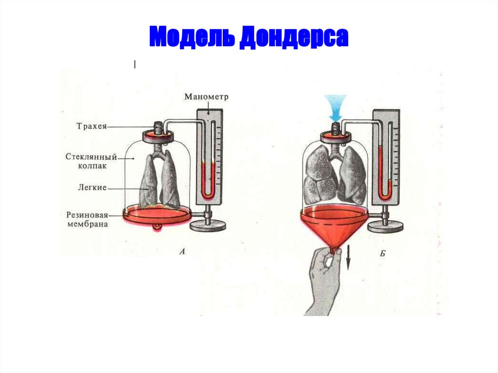 Модель которую впервые предложил голландский физиолог дондерс