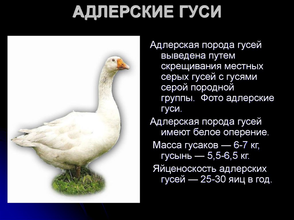 Факты о гусях. Характеристика гусей. Гусь краткая информация. Разновидности диких гусей. Гусь домашний виды.