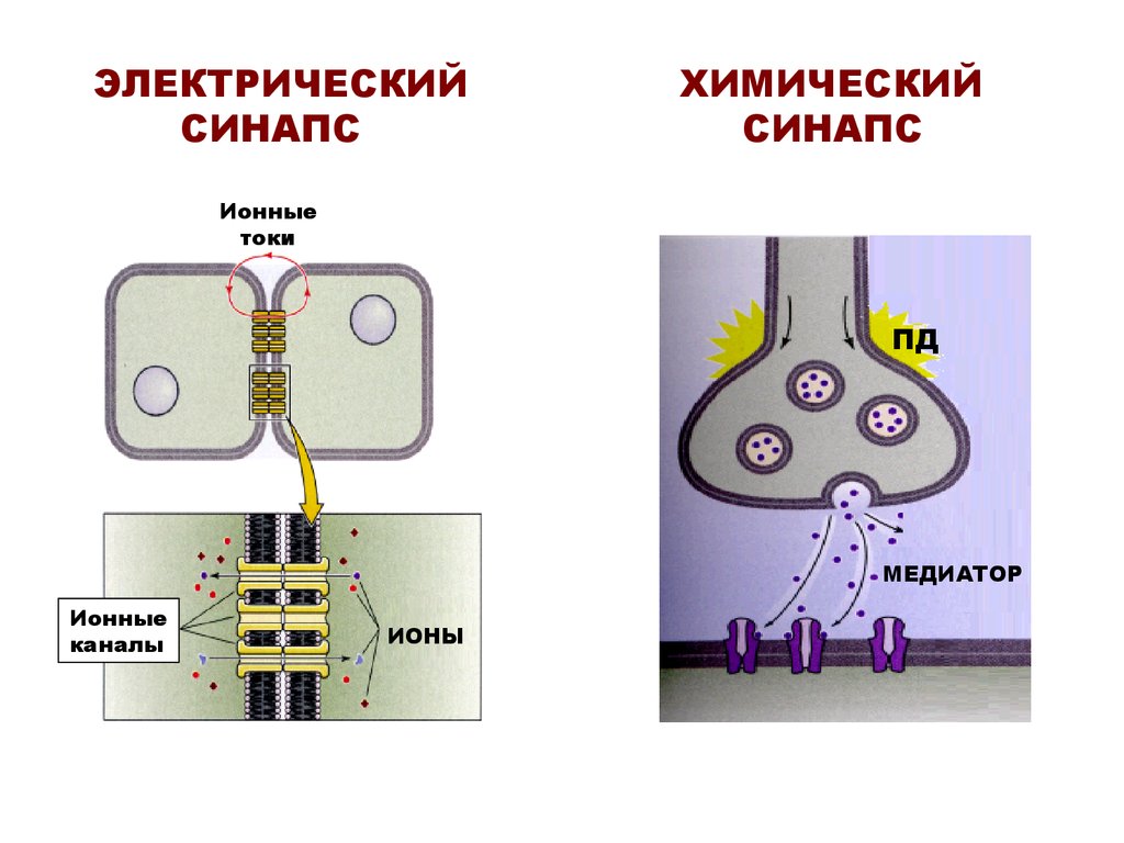 Отличия синапсов. Схема химического синапса схема электрического синапса. Схема электрического синапса физиология. Строение электрического синапса. Строение электрического синапса физиология.