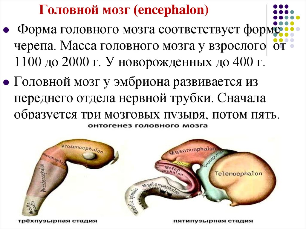 Масса головного мозга. Эмбриогенез мозга. Форма головного мозга. Головной мозг развивается из. Пятипузырная стадия мозга.