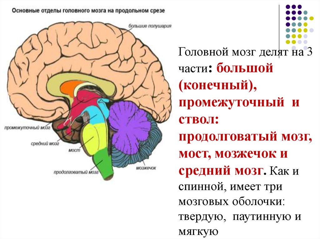 Средний отдел головного мозга включает. Схема строения головного мозга. Схема строения отделов головного мозга. Продольный разрез головного мозга. Головной мозг делится на 3 части.
