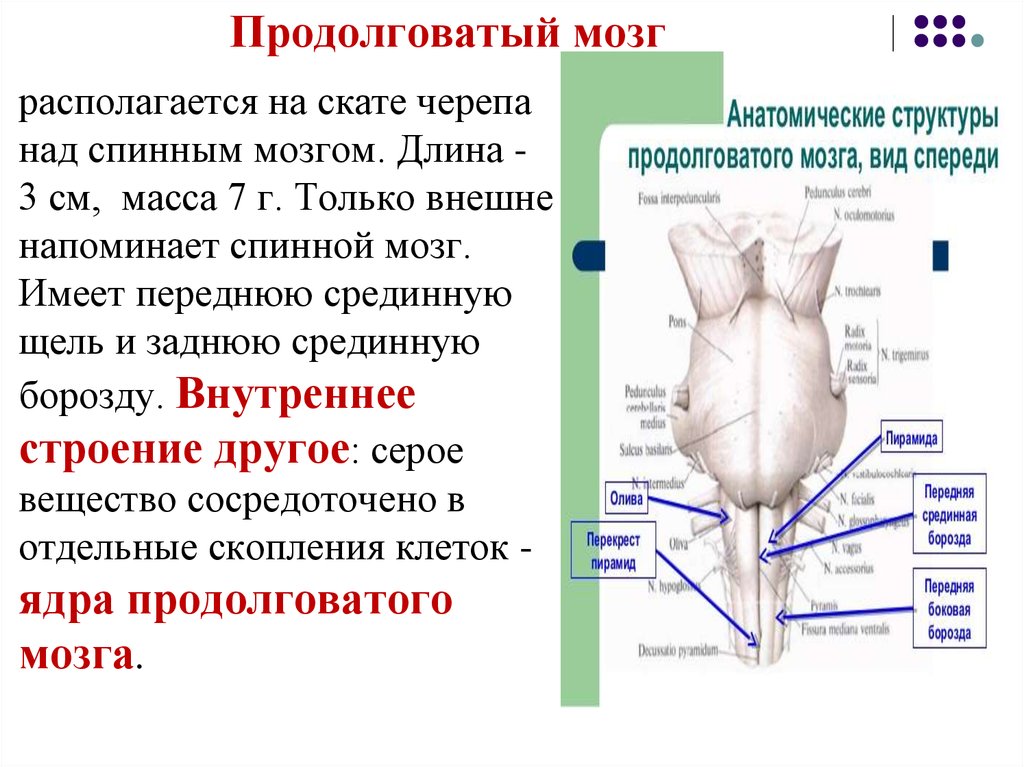 Капилляр щитовидной железы продолговатый мозг. Продолговатый мозг. Продолговатый мозг строение на черепе. Продолговатый мозг и спинной мозг. Продолговатый мозг расположен.