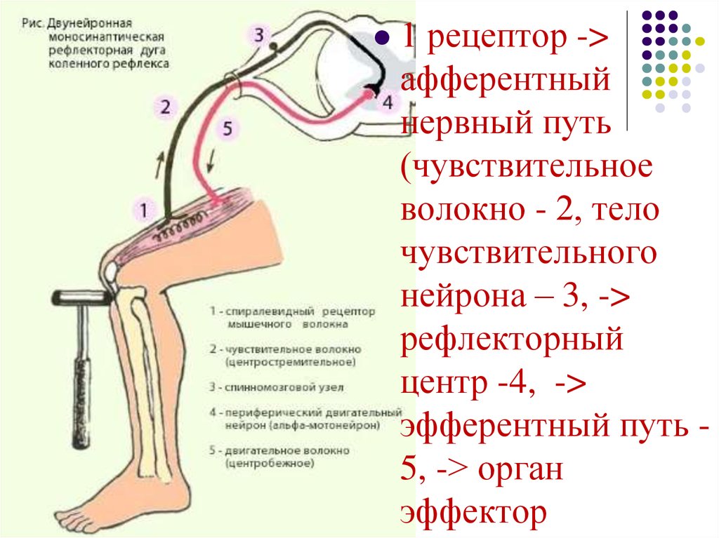 Где находится рефлекс. Рефлекторная дуга коленного рефлекса. Рефлекторной дуги коленного рефлекса человека. Звенья рефлекторной дуги коленного рефлекса. Схема рефлекторной дуги коленного сустава.