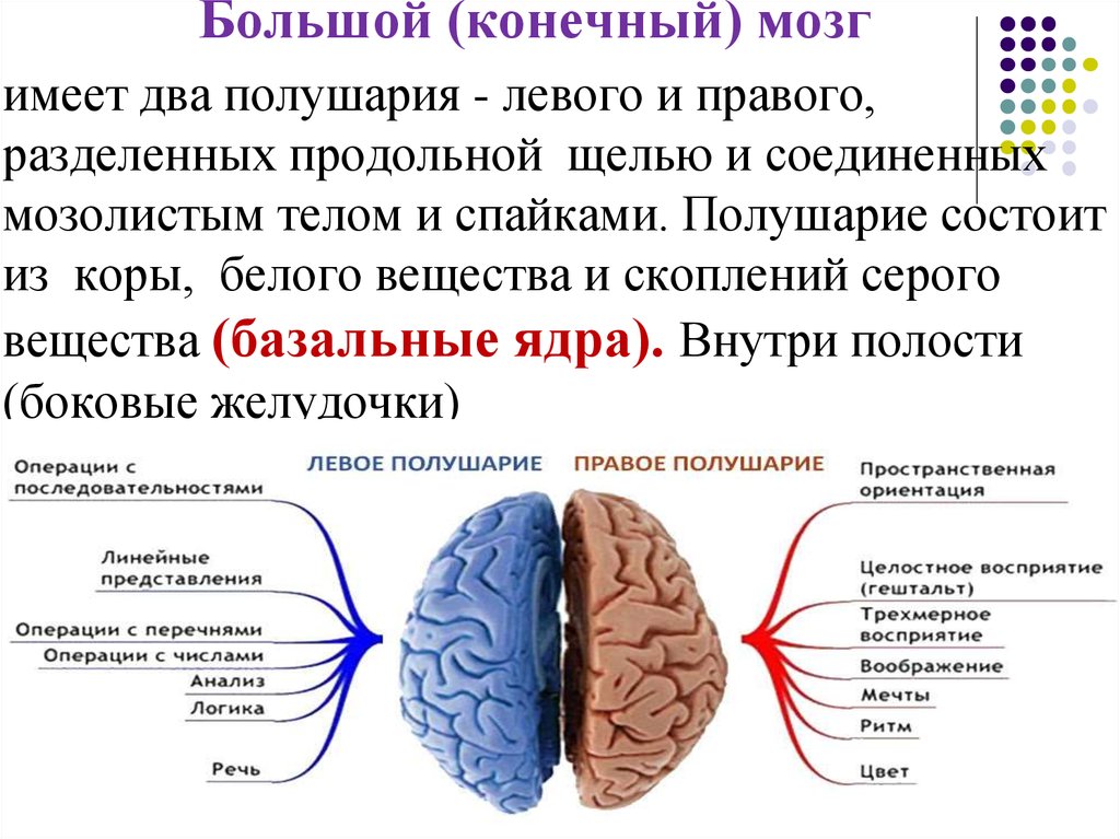 За что отвечает право полушарие. Функции левого полушария головного мозга. За что отвечают полушария головного мозга человека. Левое и правое полушарие мозга функции. Функции правого полушария головного мозга.