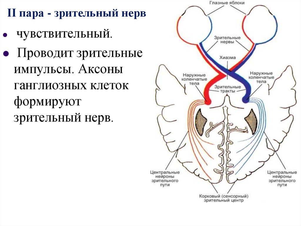 Ход зрительного нерва схема