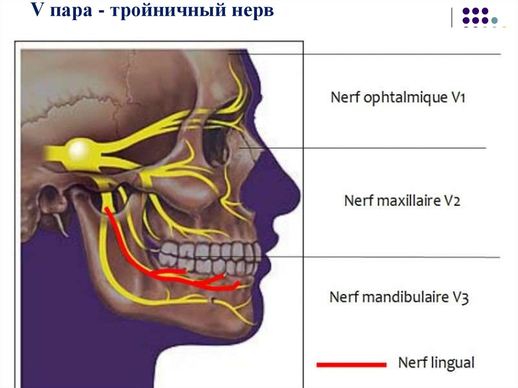 Тройничный нерв презентация