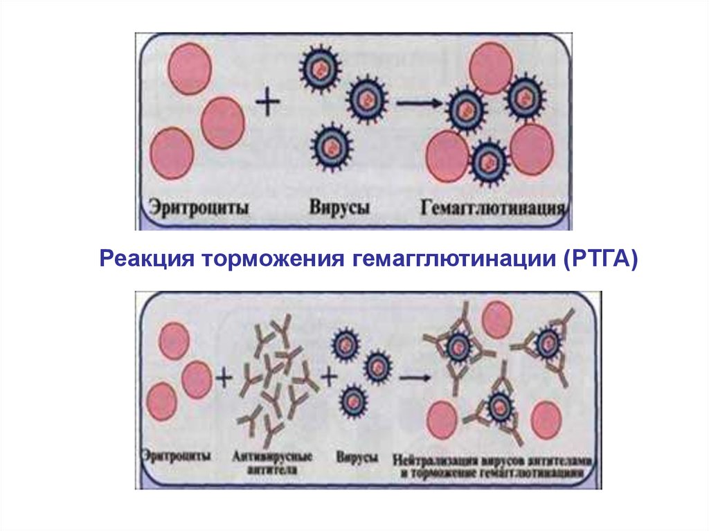 Реакция нейтрализации иммунология схема