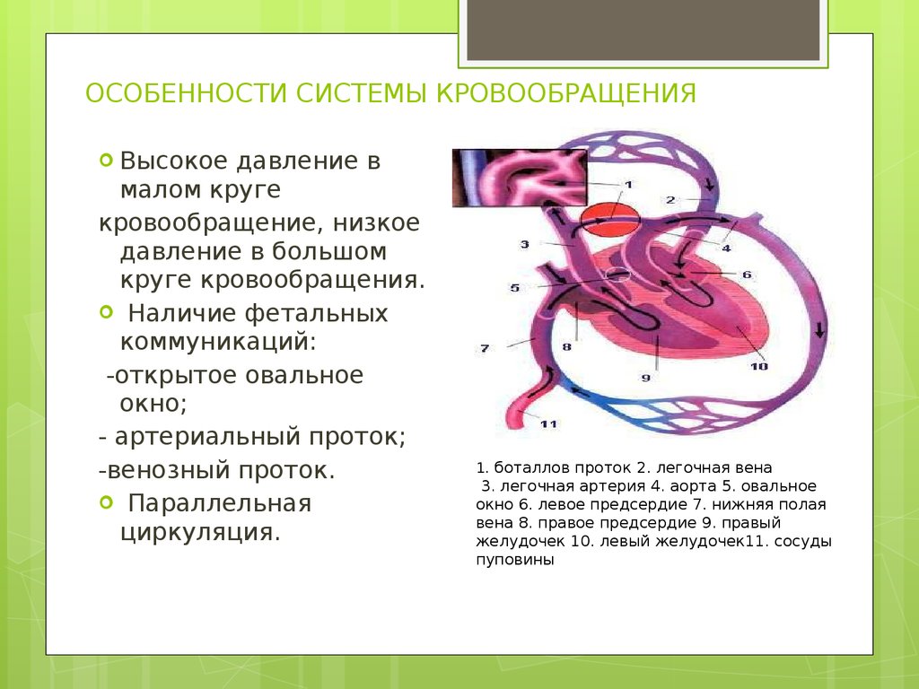 Малый круг кровообращения недостаточность