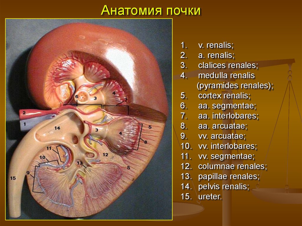 Почки фото анатомия человека