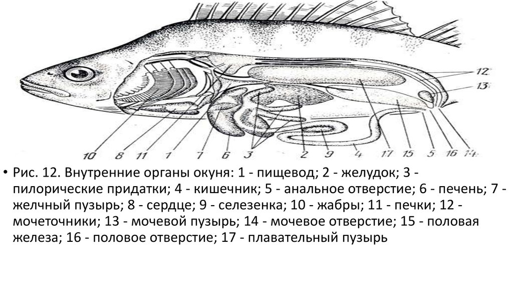 Пищеварительная система рыб схема