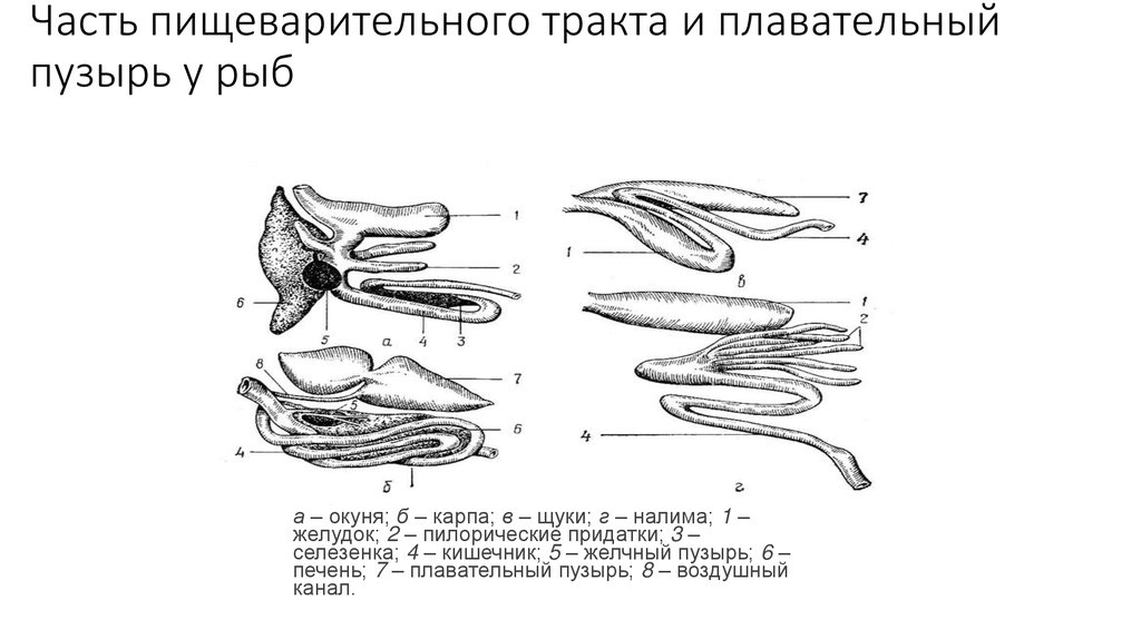 Где находится печень у рыбы