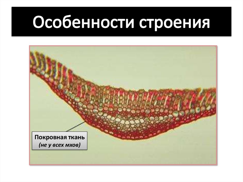 Ткани мхов. Покровная ткань мхов. Ткани сфагнума. Проводящие ткани мхов.