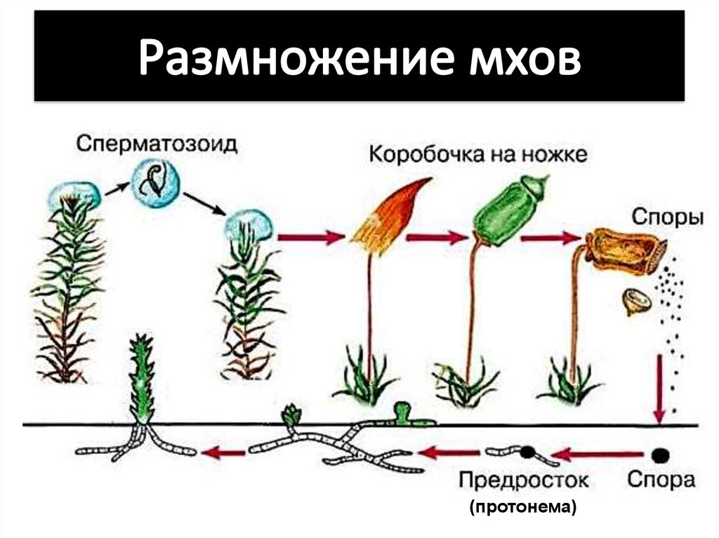 При делении жизненного цикла овощных растений онтогенез. Размножение моховидных схема. Кукушкин лен жизненный цикл предросток. Цикл развития мха Кукушкин лен 6 класс. Жизненный цикл мха Кукушкин лен простая схема.