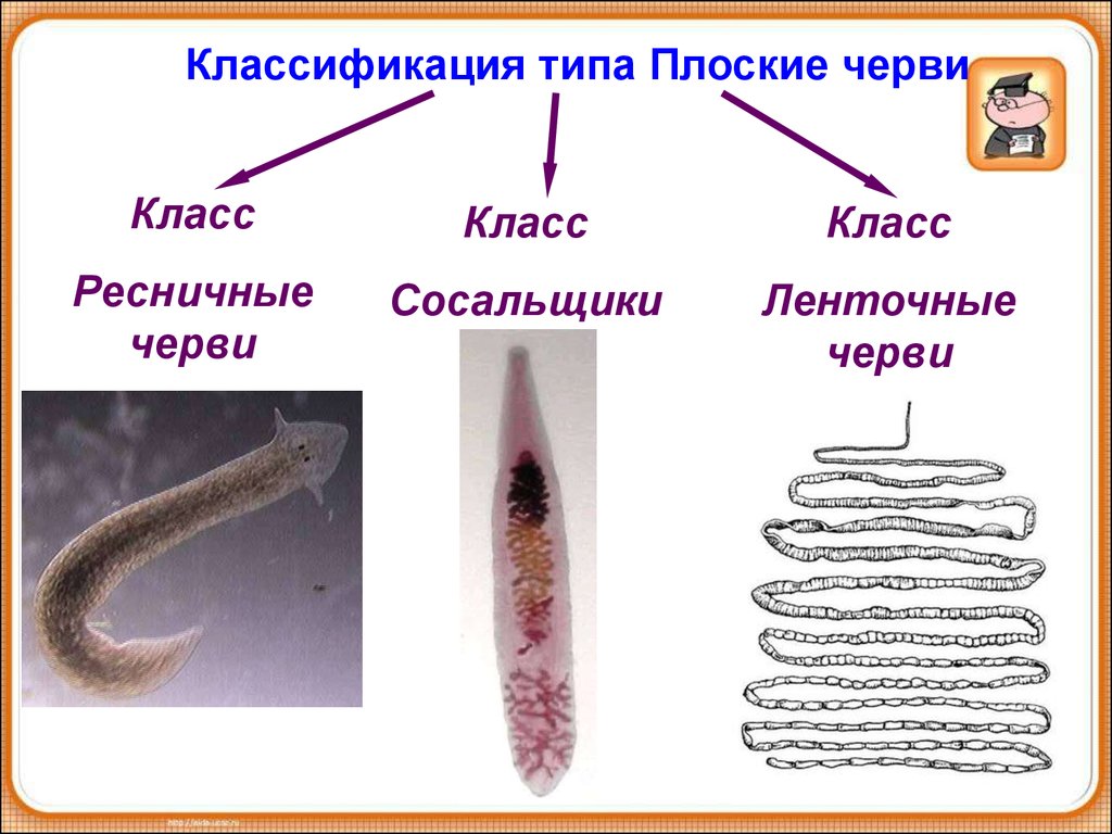 Плоские черви простейшие. Паразитические плоские черви представители. Плрчкик паразитические черви. Классификация типа плоских червей. Паразитический плоский червь.