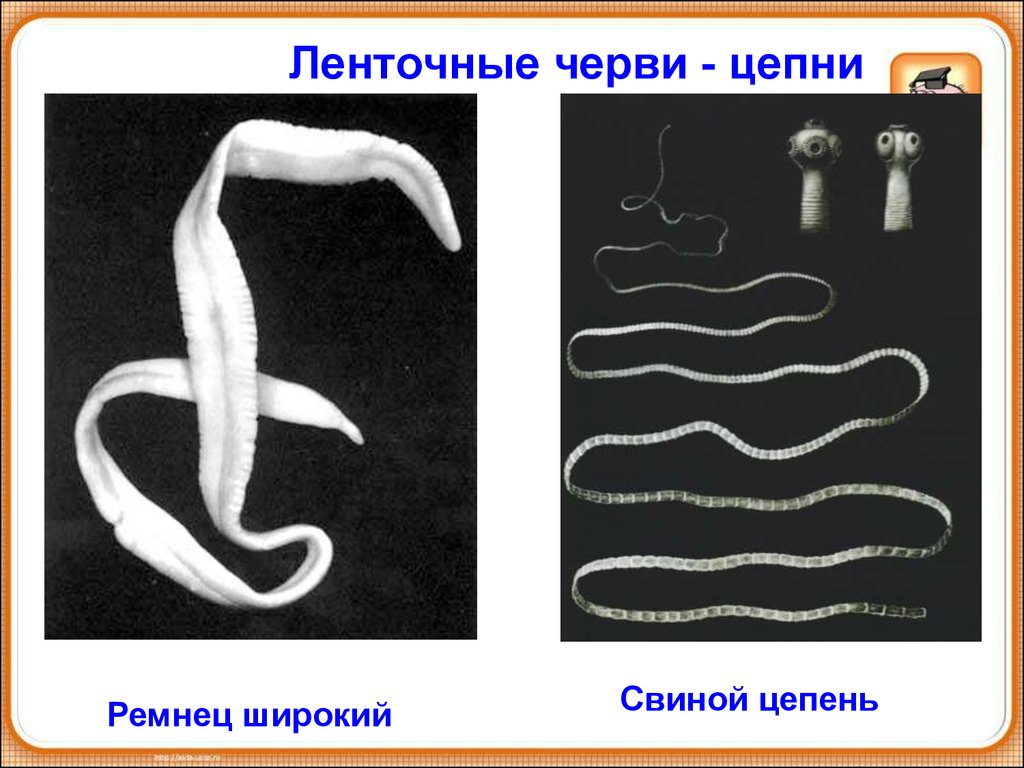 Жизнь ленточного червя. Паразитические ленточные черви. Плоские черви паразиты ленточные. Ленточные черви свиной цепень. Ленточные гельминты ремнец.