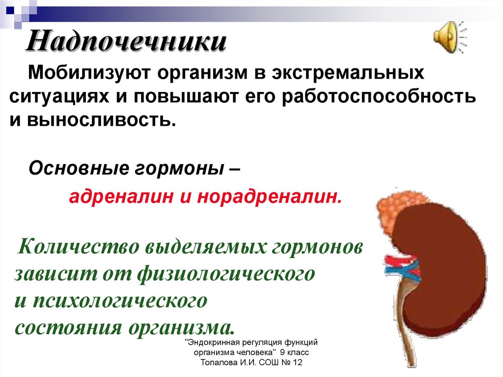 Надпочечники какая система органов. Гормоны надпочечников адреналин и норадреналин. Надпочечники в организме. Надпочечники функции. Надпочечники их роль в организме.